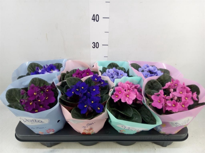 <h4>Saintpaulia ...mix</h4>