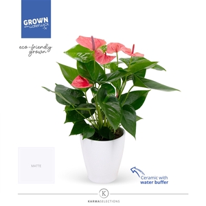 Anthurium - KARMA Pink | Carolina White | Waterreservoir