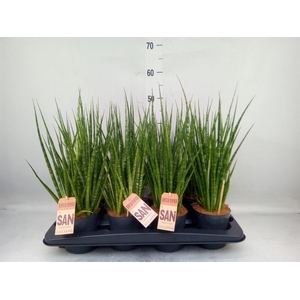 Sansevieria cyl.  ...