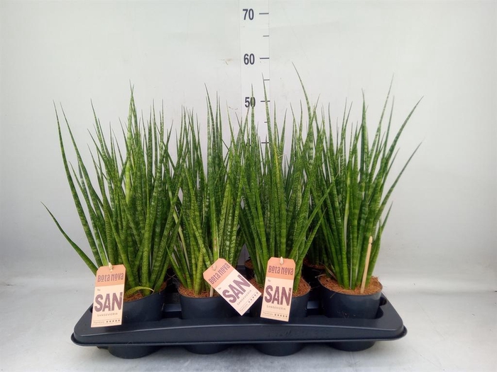 <h4>Sansevieria cyl.  ...</h4>