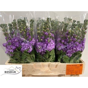 Matth Figaro Lavende N L