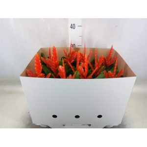 Vriesea  'Sparkle'
