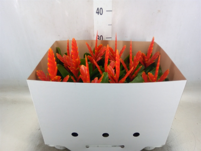 <h4>Vriesea  'Sparkle'</h4>