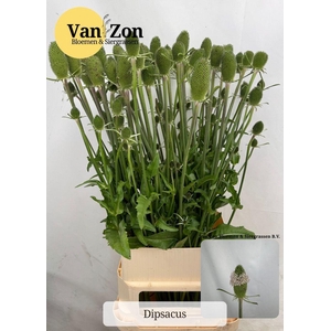 Dipsacus Fullonum