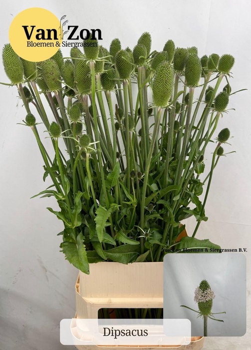 <h4>Dipsacus Fullonum</h4>