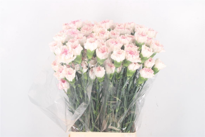 <h4>Di St Yukari Cherry</h4>