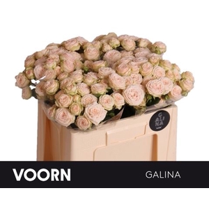 Rozen R Tr Galina