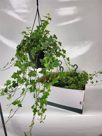 <h4>Hed He Goldchild</h4>