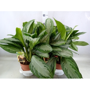 Aglaonema  'Silver Bay'