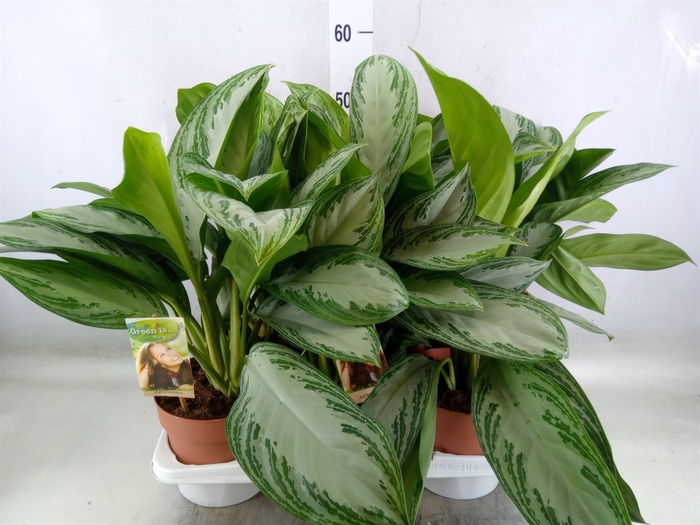 <h4>Aglaonema  'Silver Bay'</h4>
