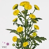 CHR SAN CALIM YELLOW