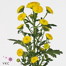 CHR SAN CALIM YELLOW