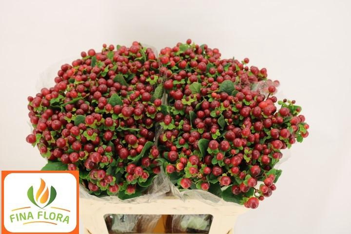 <h4>HYP MAG SEASONS</h4>