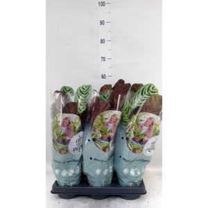Ctenanthe burle-marxii