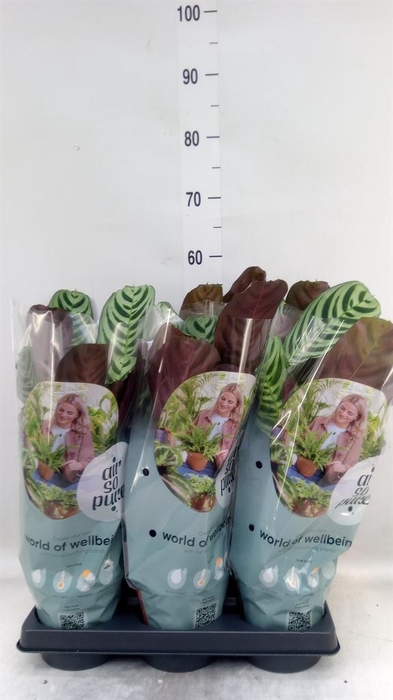 <h4>Ctenanthe burle-marxii</h4>
