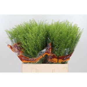 Lepidium Green Bell