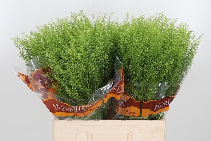 <h4>Lepidium Green Bell</h4>