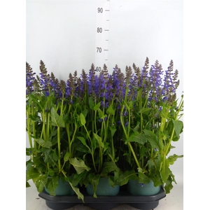 Salvia  'Fashionista Midnight Mode'