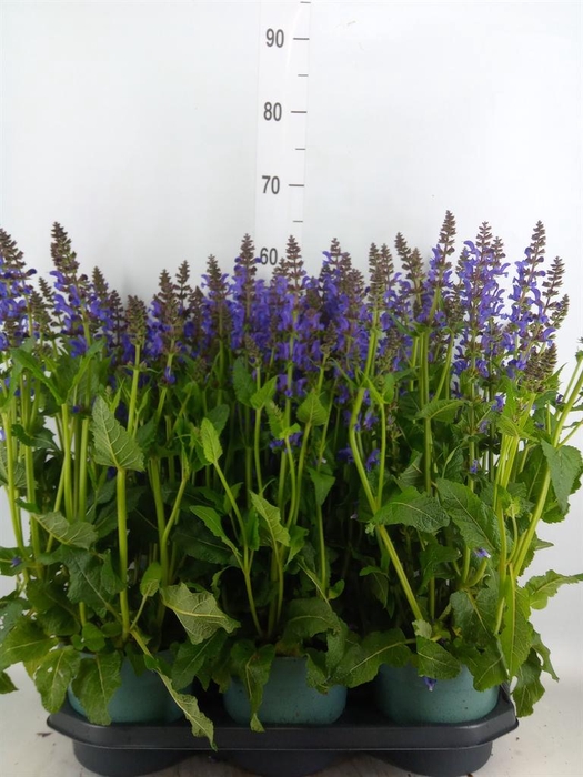 <h4>Salvia  'Fashionista Midnight Mode'</h4>