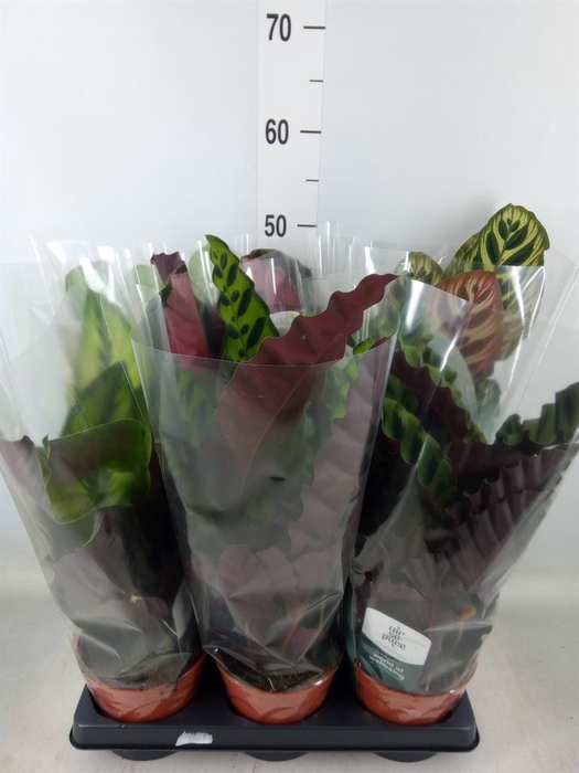 <h4>Calathea   ...mix</h4>