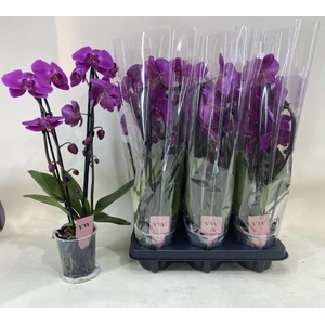 PHAL CASCADE PURPLE 2 TAK