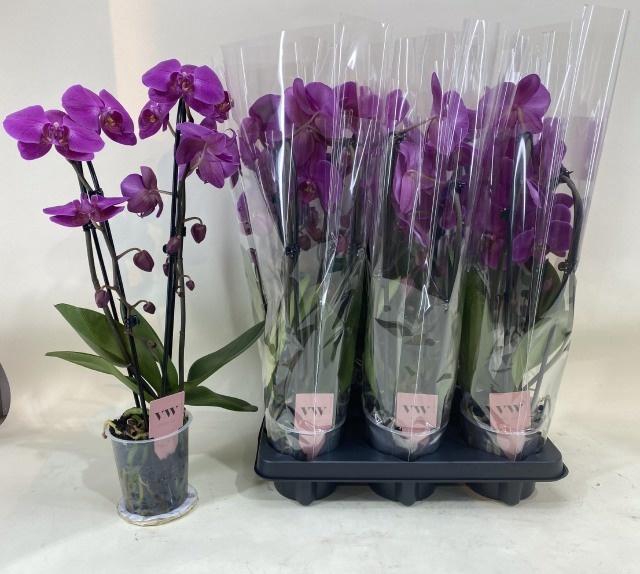 <h4>PHAL CASCADE PURPLE 2 TAK</h4>