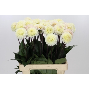 Dahlia White Isa