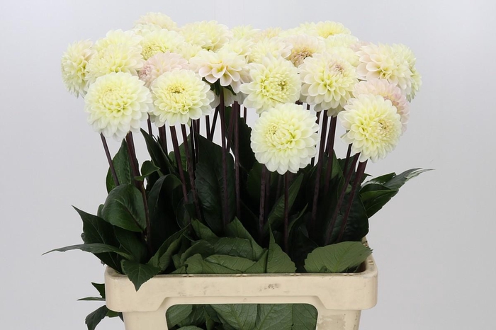 <h4>Dahlia White Isa</h4>