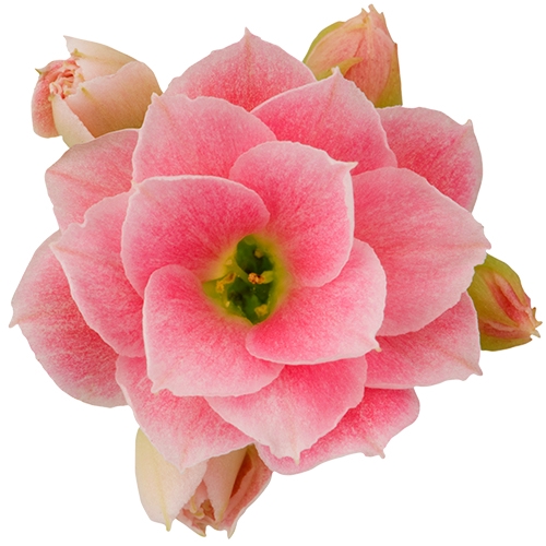 <h4>KALANCHOE 'CALANDIVA' 'MINI' P6 LIGHT PINK</h4>