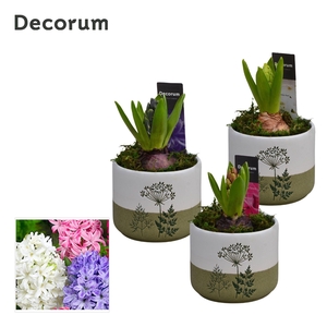 Hyacint FloraLeaf HL15163 [PURE]