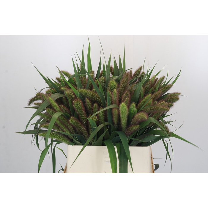 <h4>Setaria Italica Red Jewel</h4>