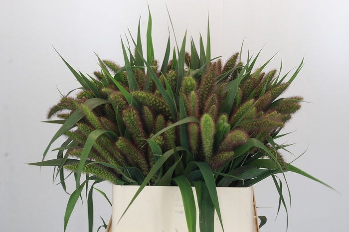 Setaria Italica Red Jewel