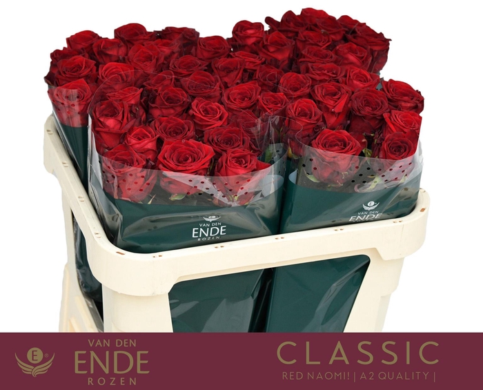 <h4>R GR RED NAOMI! CLASSIC A2 70cm A2</h4>