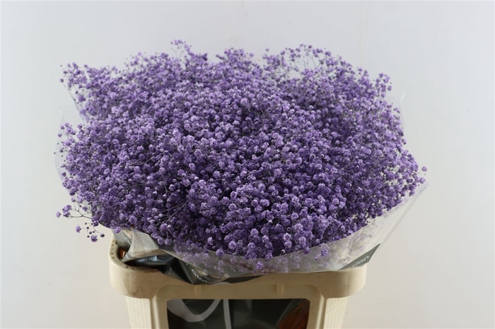 <h4>Gyps Pa. Lavender</h4>