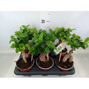 Ficus microcarpa 'Ginseng'