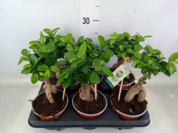<h4>Ficus microcarpa 'Ginseng'</h4>