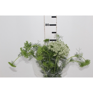 AMMI MAJUS GREEN MIST 070 CM