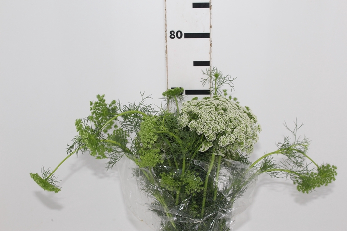 <h4>AMMI MAJUS GREEN MIST 070 CM</h4>