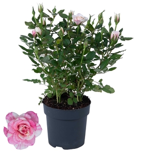 Nolina Roses Ø 10,5 cm. Piia st. 0-1