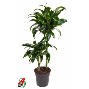 Dracaena fragrans Compacta Grp 'Dorado' (toef)