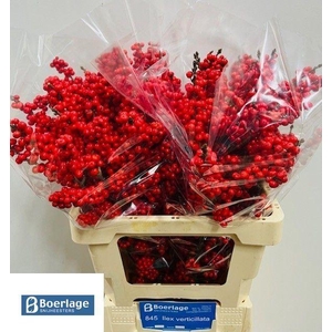 ILEX  'BRIT BUYS' SUPER