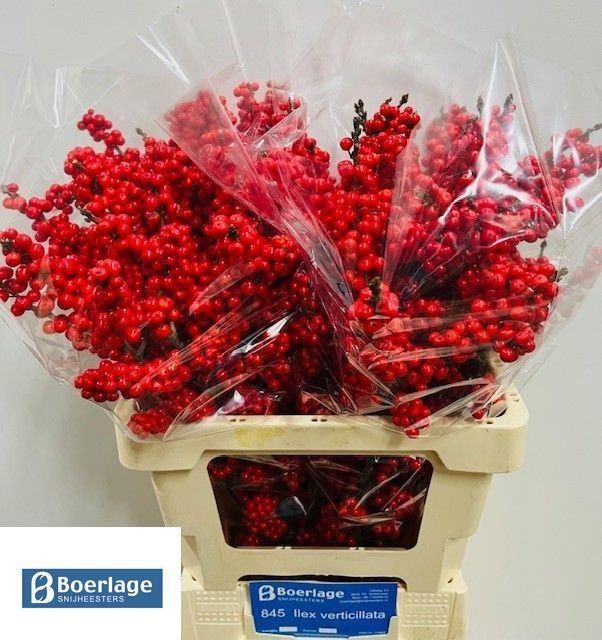 <h4>ILEX  'BRIT BUYS' SUPER</h4>