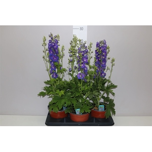 Delphinium Blue