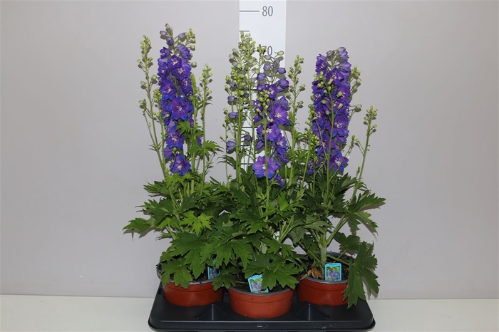 <h4>Delphinium Blue</h4>