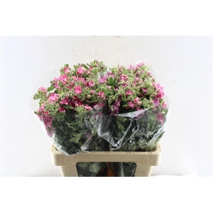 Oxypetalum Co Pink Harmony