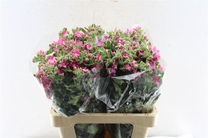 <h4>Oxypetalum Co Pink Harmony</h4>