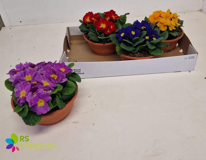 <h4>PRIM AC GEM</h4>