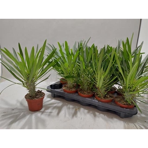 PACHYPOD LAMEREI