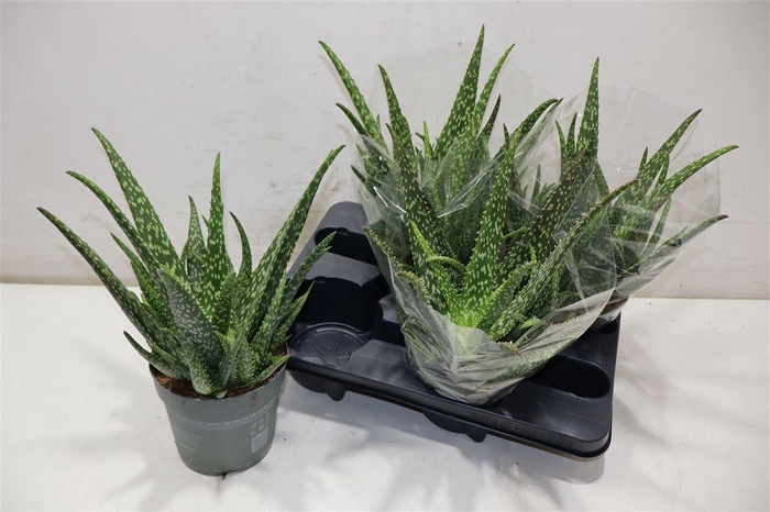 <h4>arr8 Aloe Vera</h4>