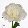 Paeonia princess bride